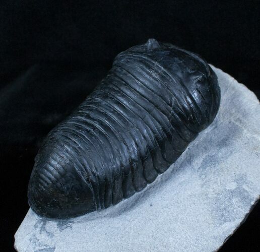Extremely Inflated Wenndorfia Trilobite - #3909